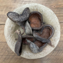 Dried Badam Nut Pod